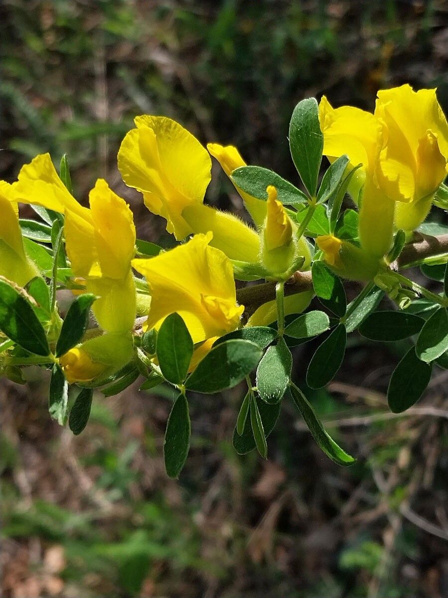 Chamaecytisus lindemannii — houseplant care guide