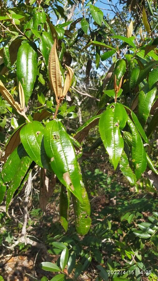 Miconia hyemalis leaf