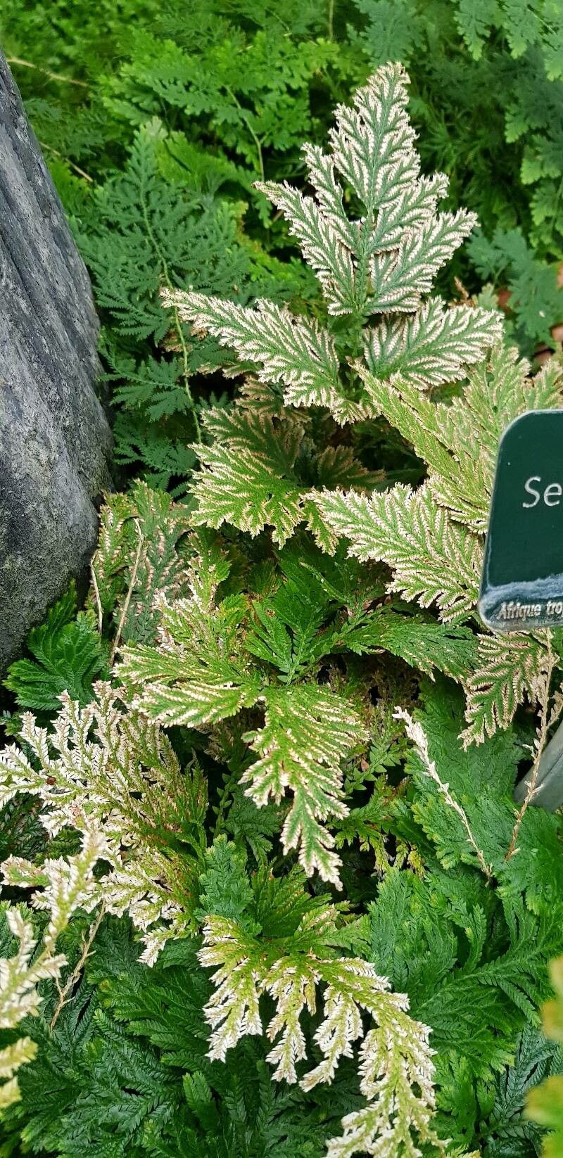 Selaginella vogelii habit