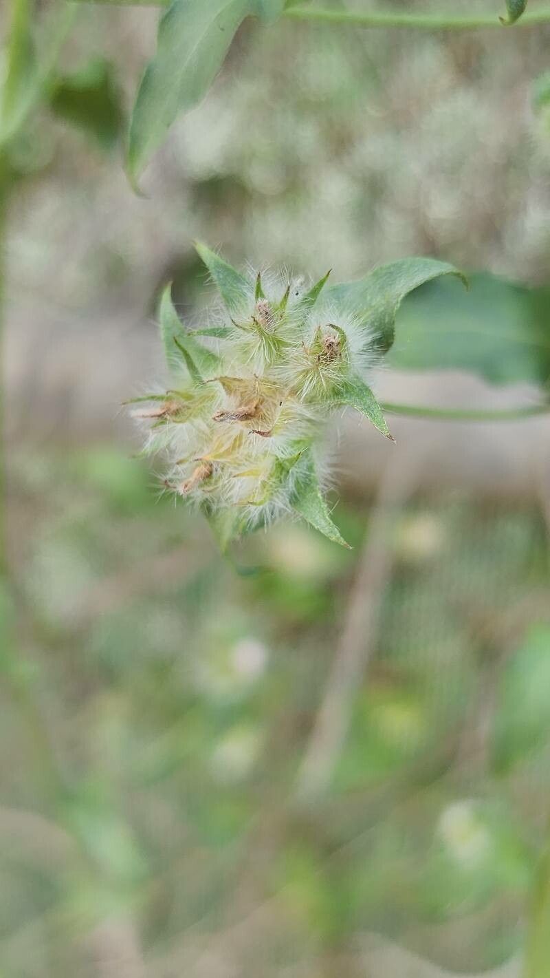 Convolvulus auricomus fruit