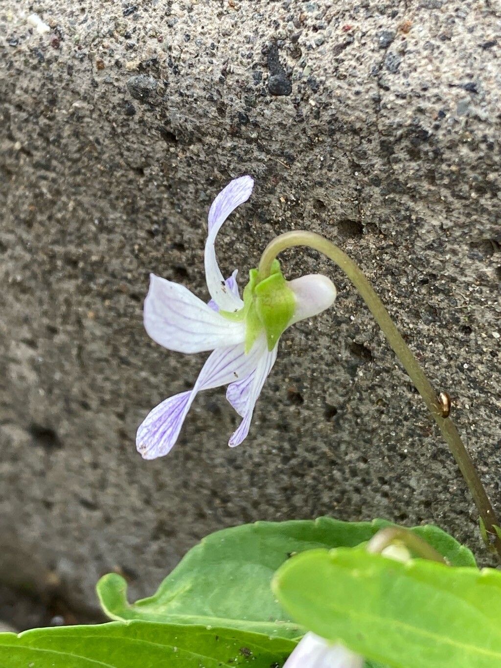 Viola betonicifolia flower