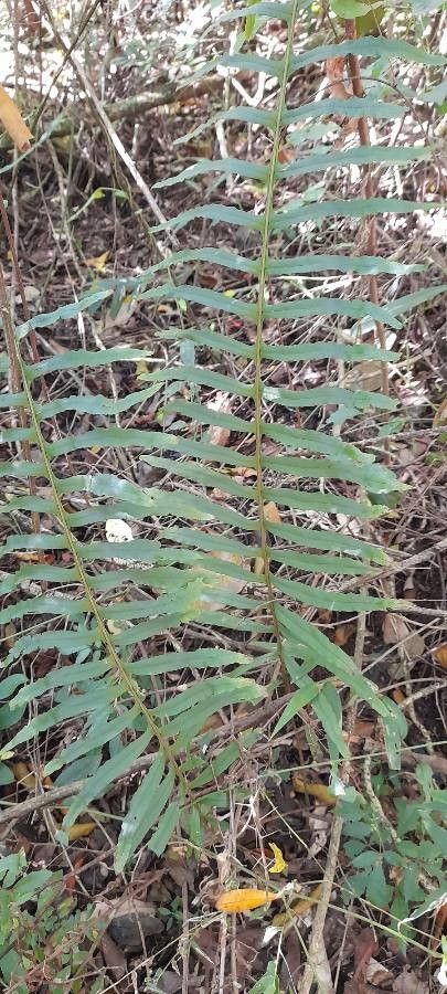 Serpocaulon vacillans habit