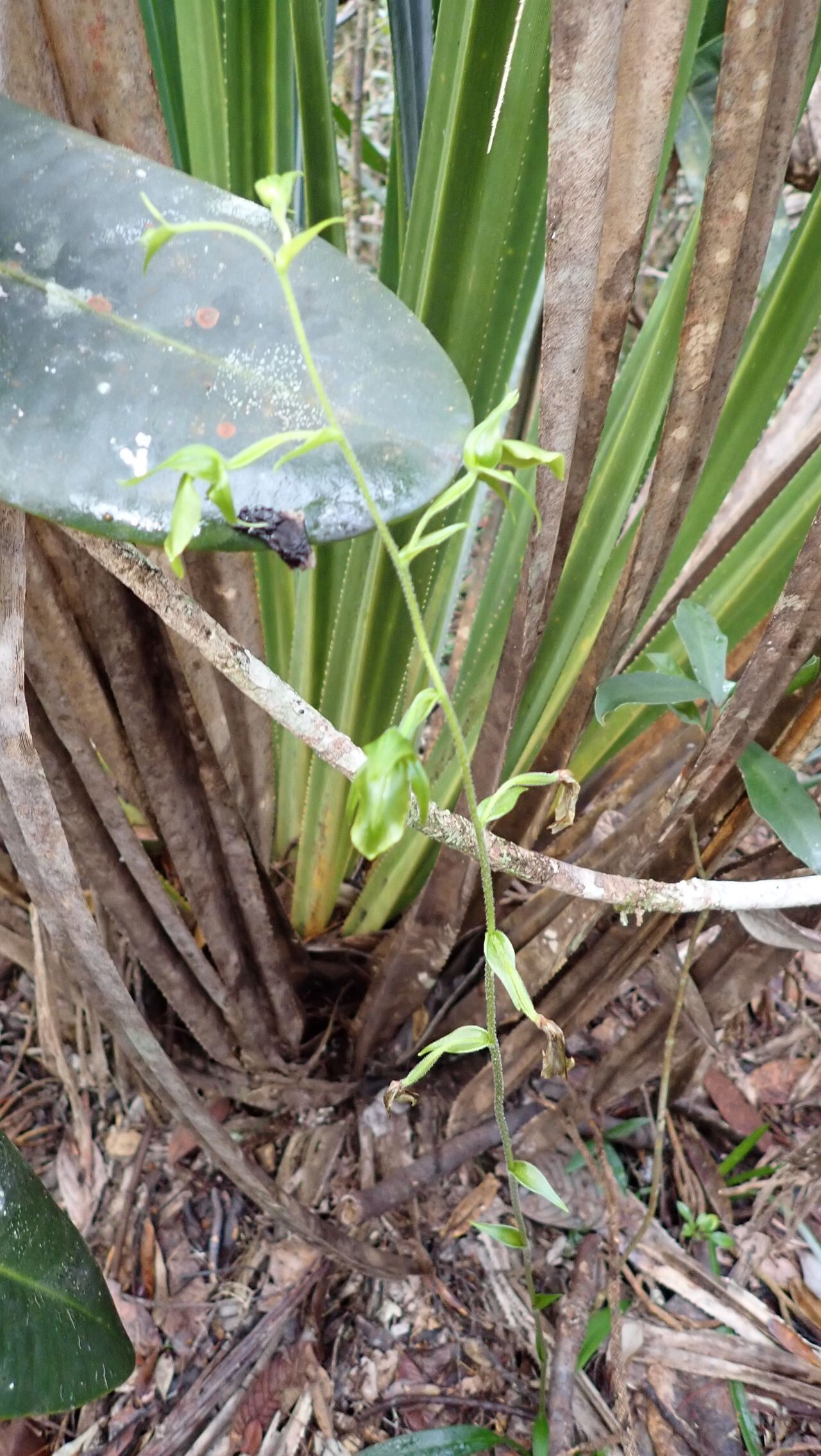 Achlydosa glandulosa habit
