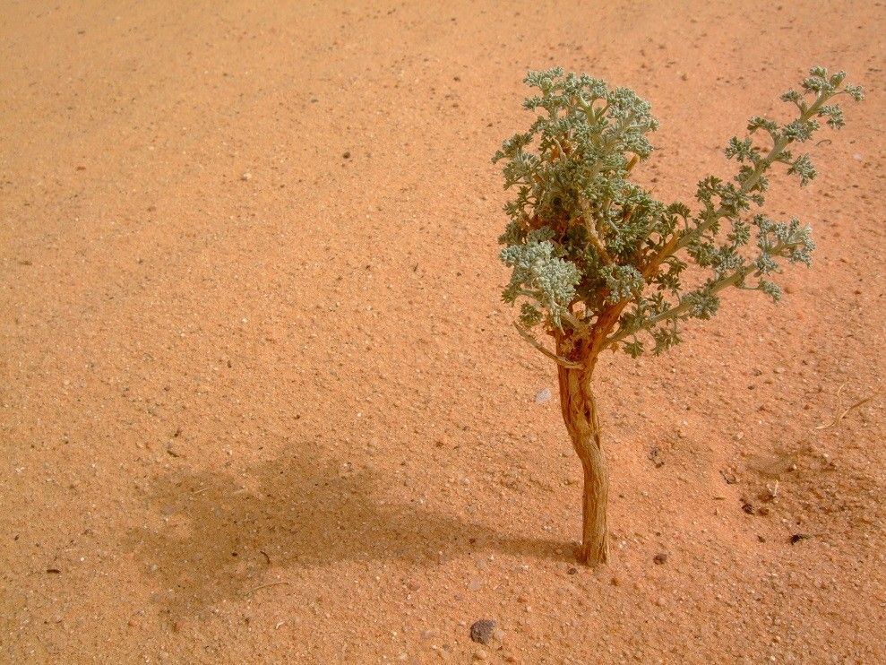 Artemisia judaica habit