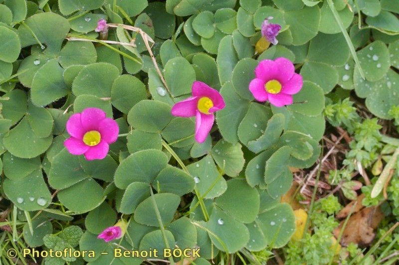 Oxalis purpurata habit