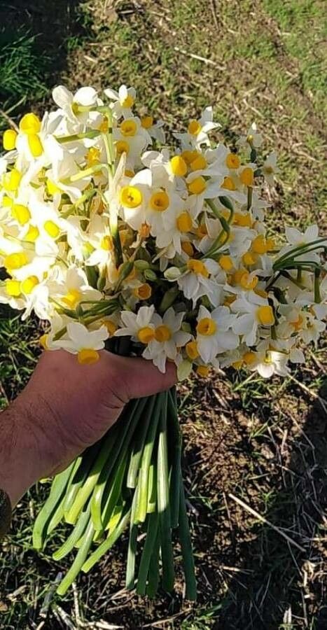 Narcissus tazetta fruit