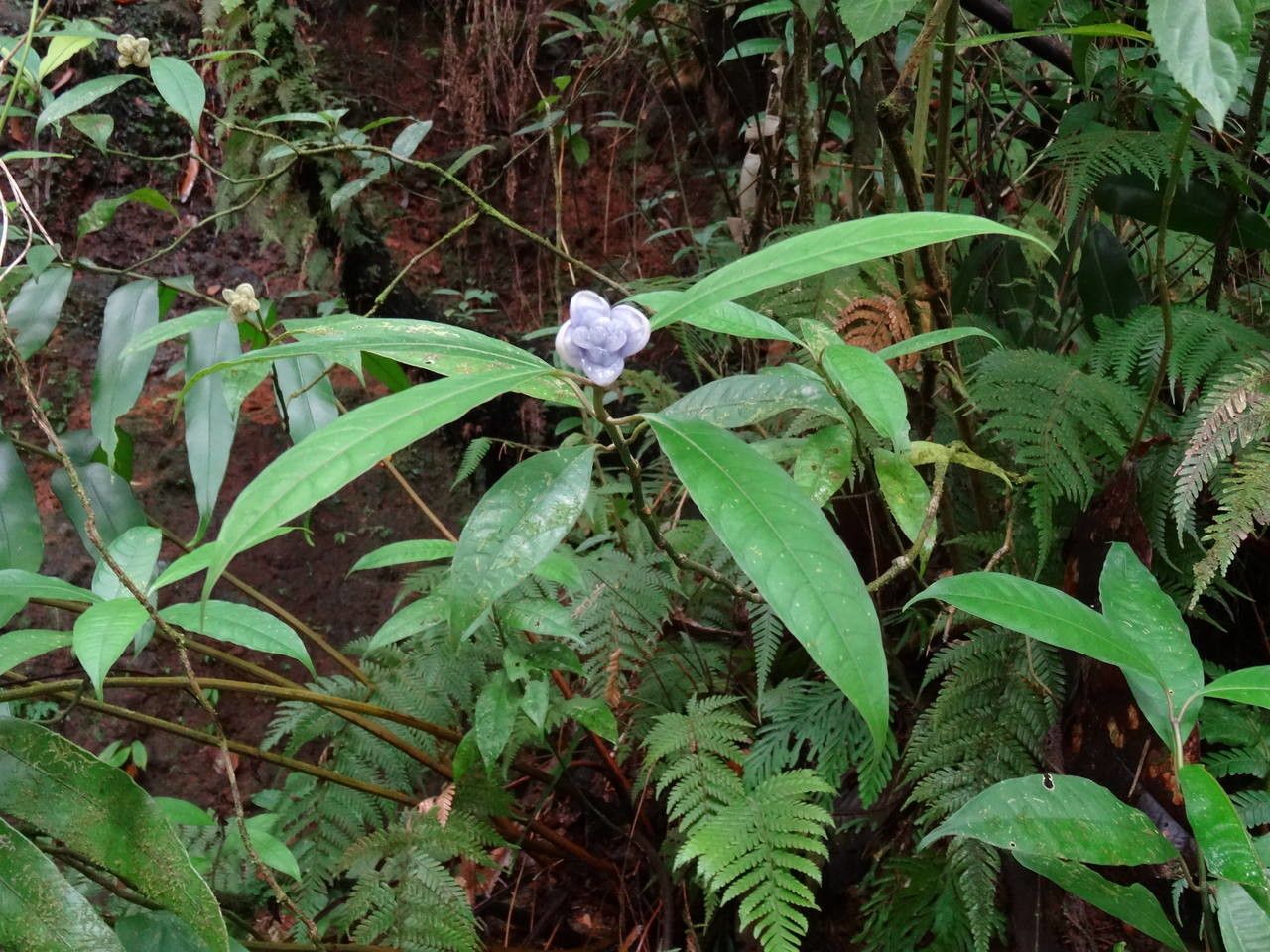 Psychotria urbaniana habit