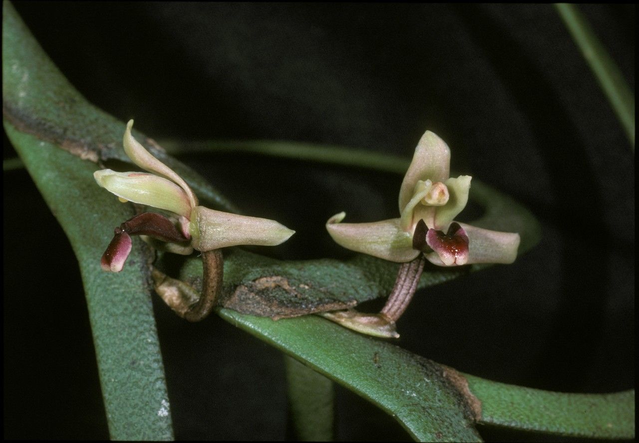 Maxillaria equitans flower