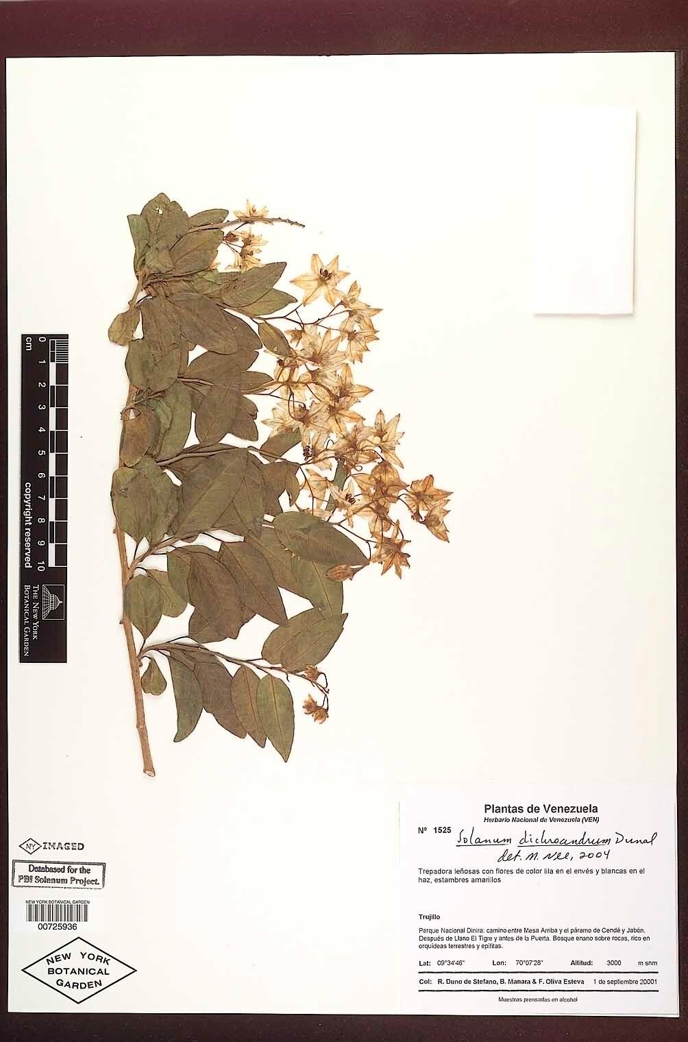 Solanum dichroandrum — houseplant care guide