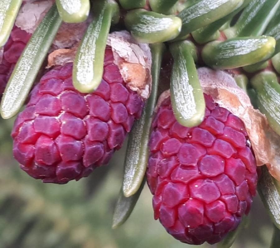 Abies pinsapo flower