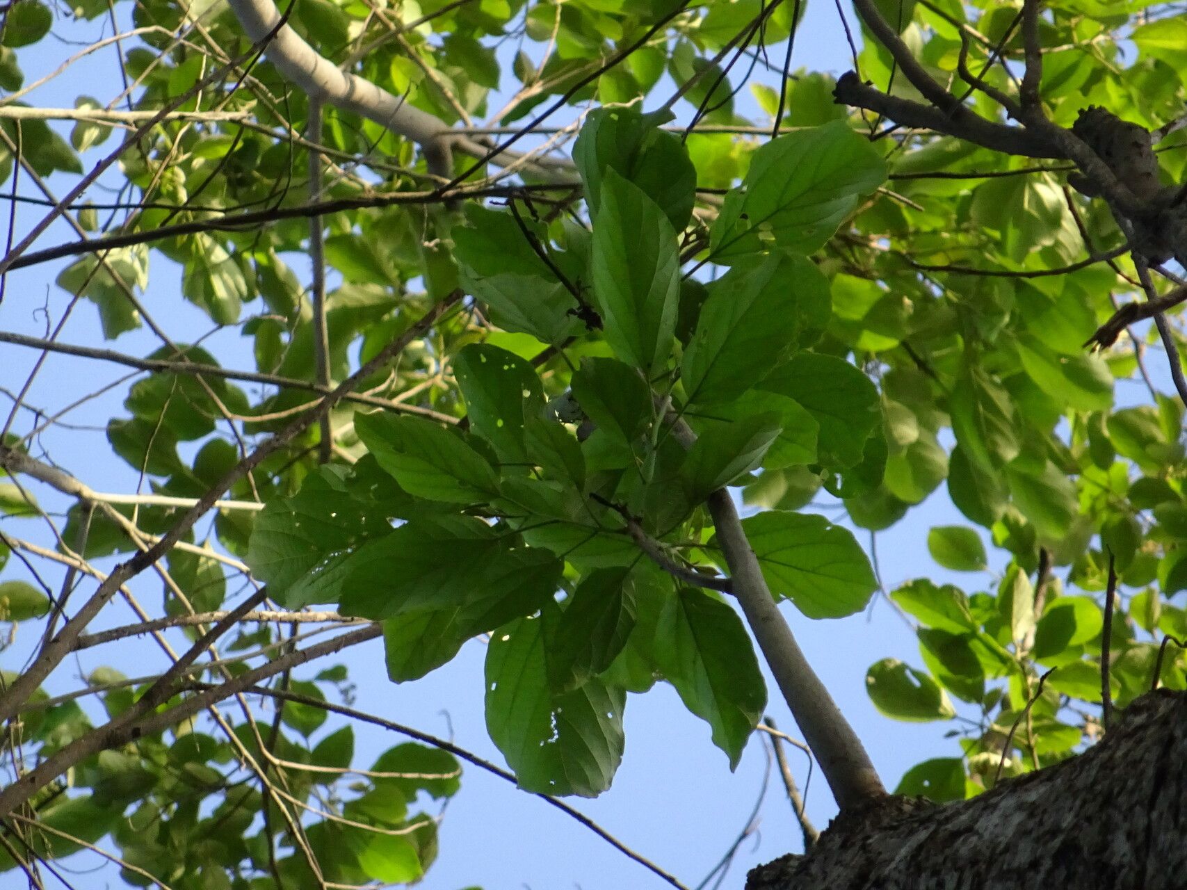Cordia platythyrsa — houseplant care guide