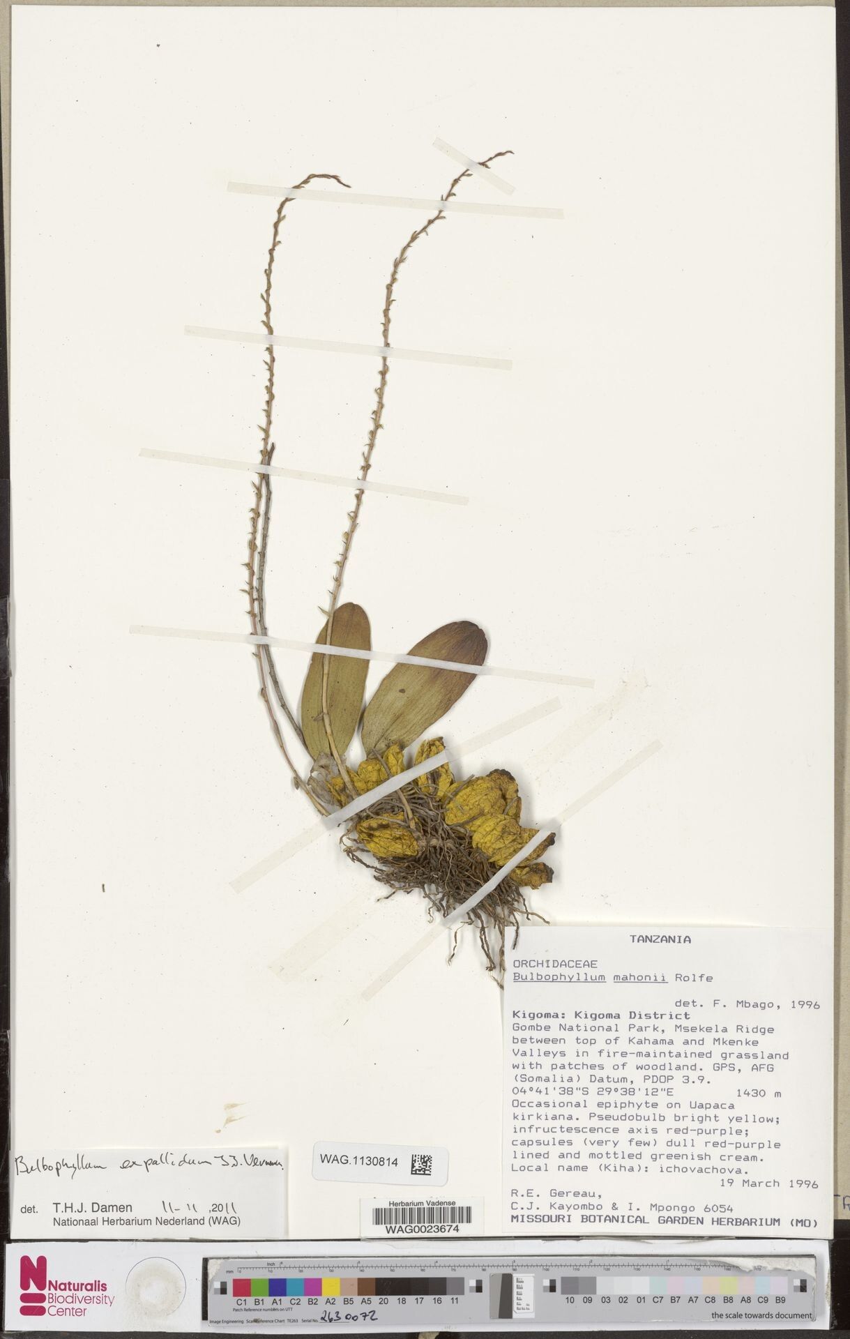 Bulbophyllum expallidum — houseplant care guide