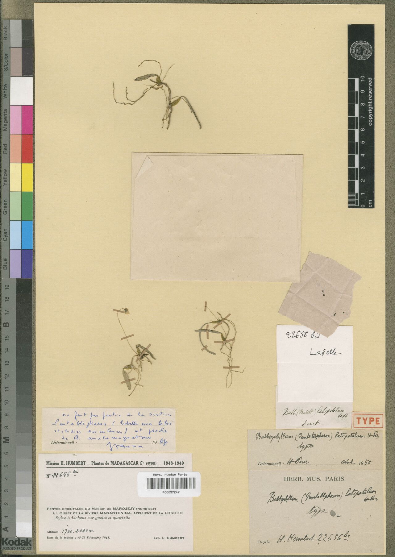 Bulbophyllum latipetalum — houseplant care guide