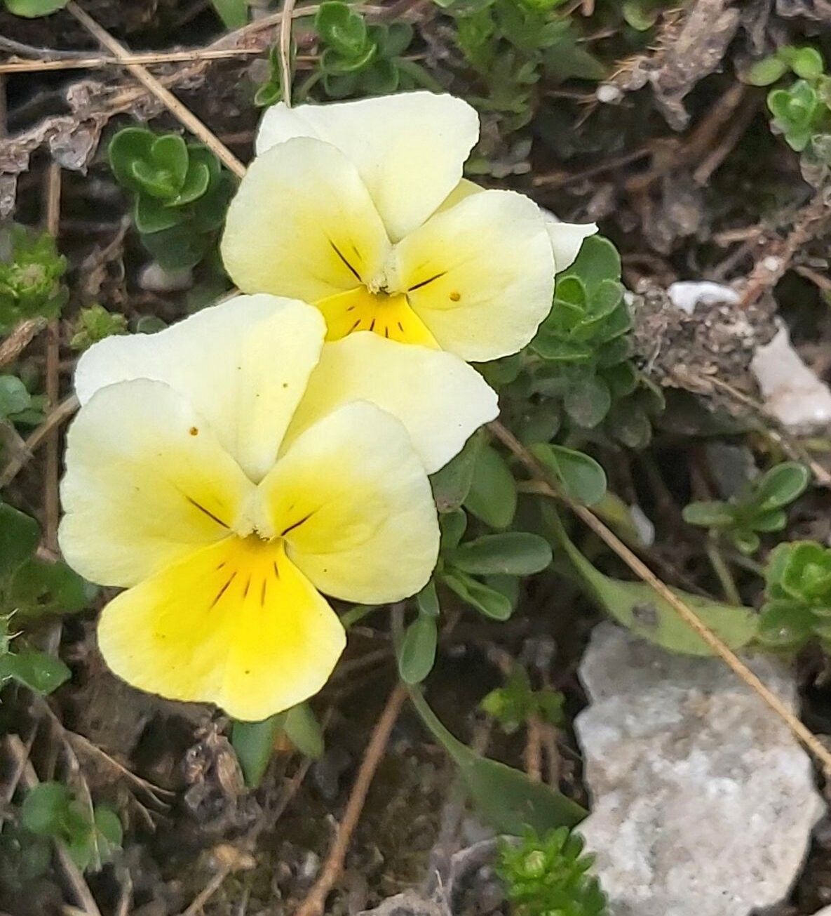 Viola perinensis flower