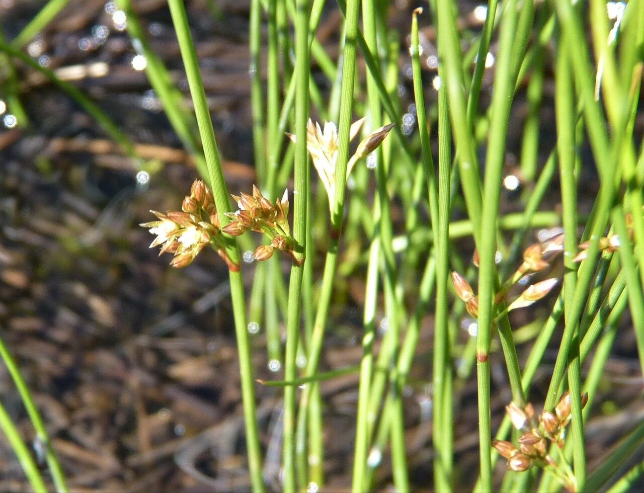 Juncus filiformis flower