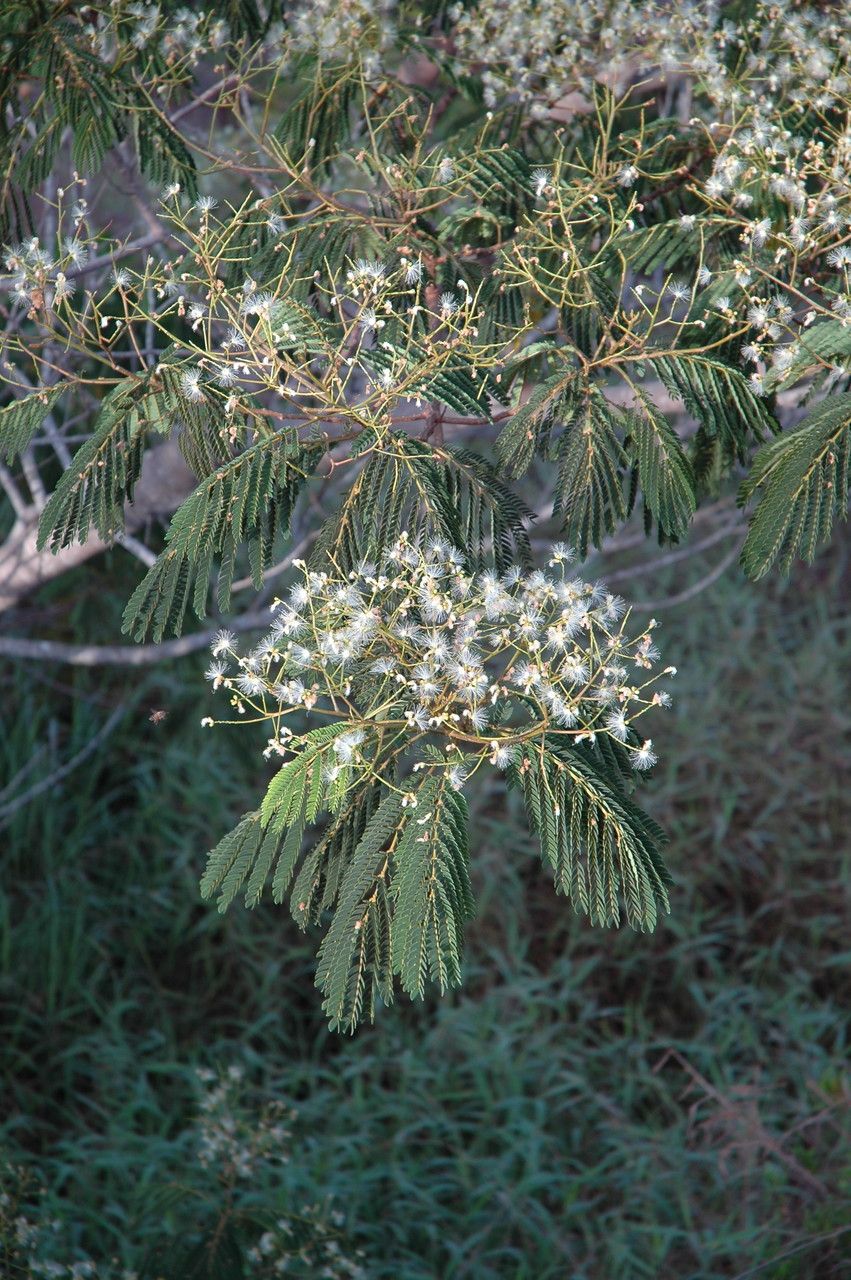 Falcataria falcata flower