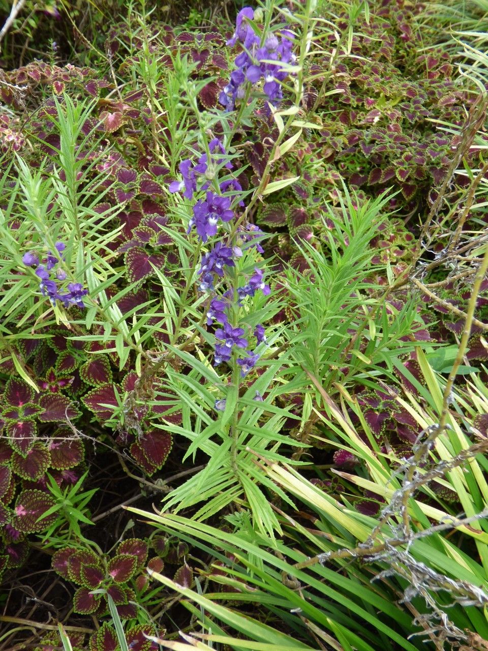 Angelonia biflora habit