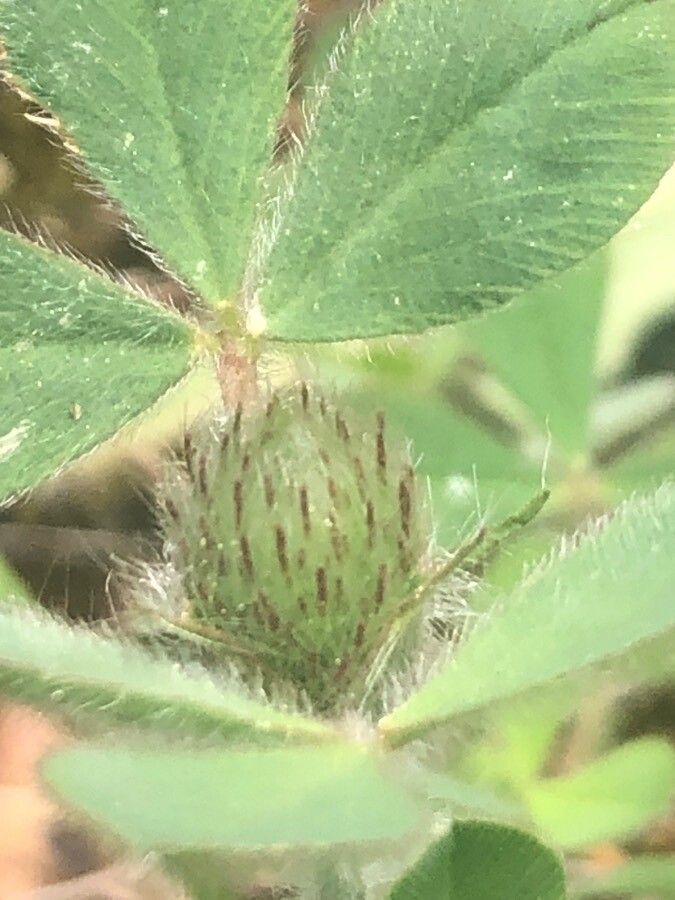 Trifolium hirtum flower