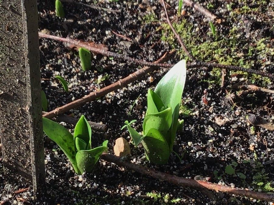 Scilla lilio-hyacinthus leaf