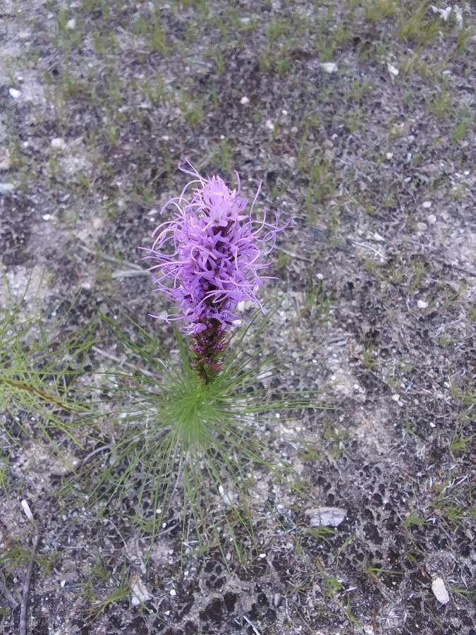 Liatris punctata flower