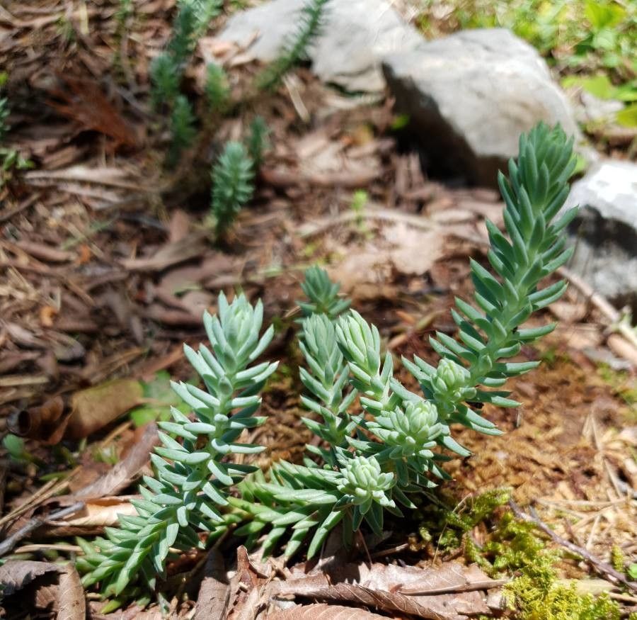 Sedum reflexum flower