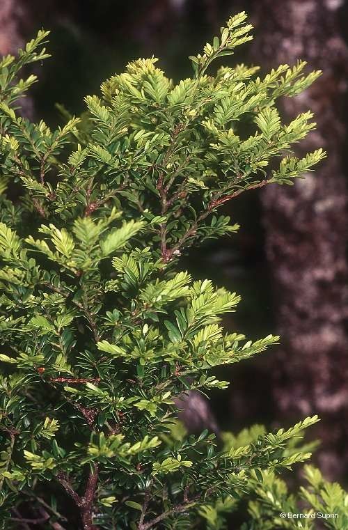 Prumnopitys ferruginoides habit