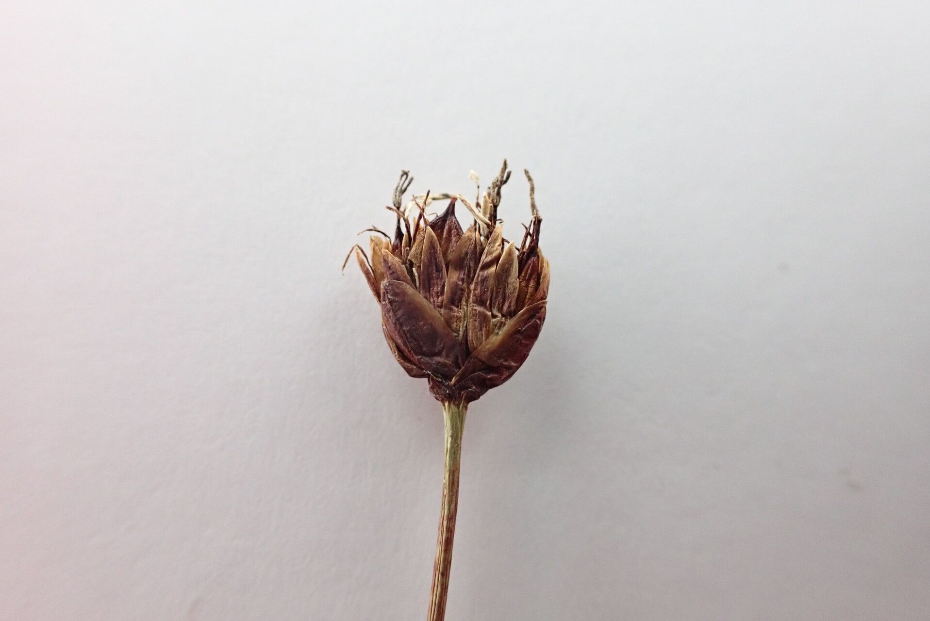 Juncus thomsonii fruit
