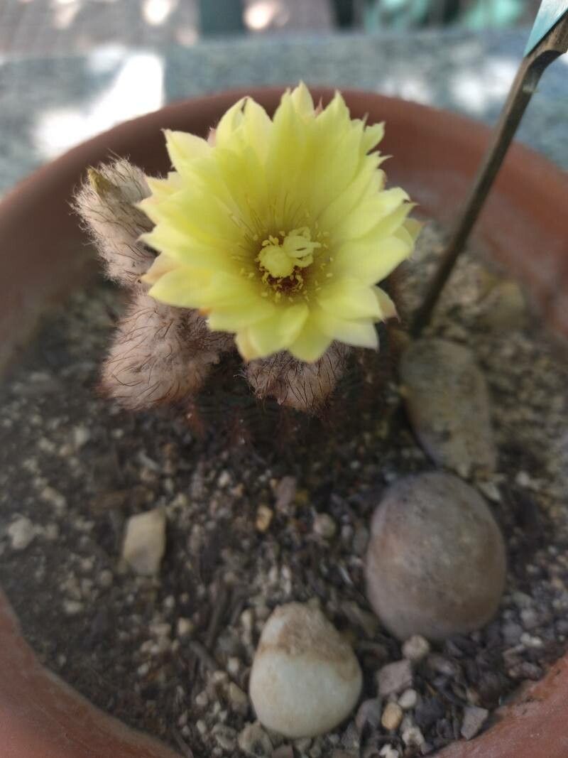 Frailea mammifera flower
