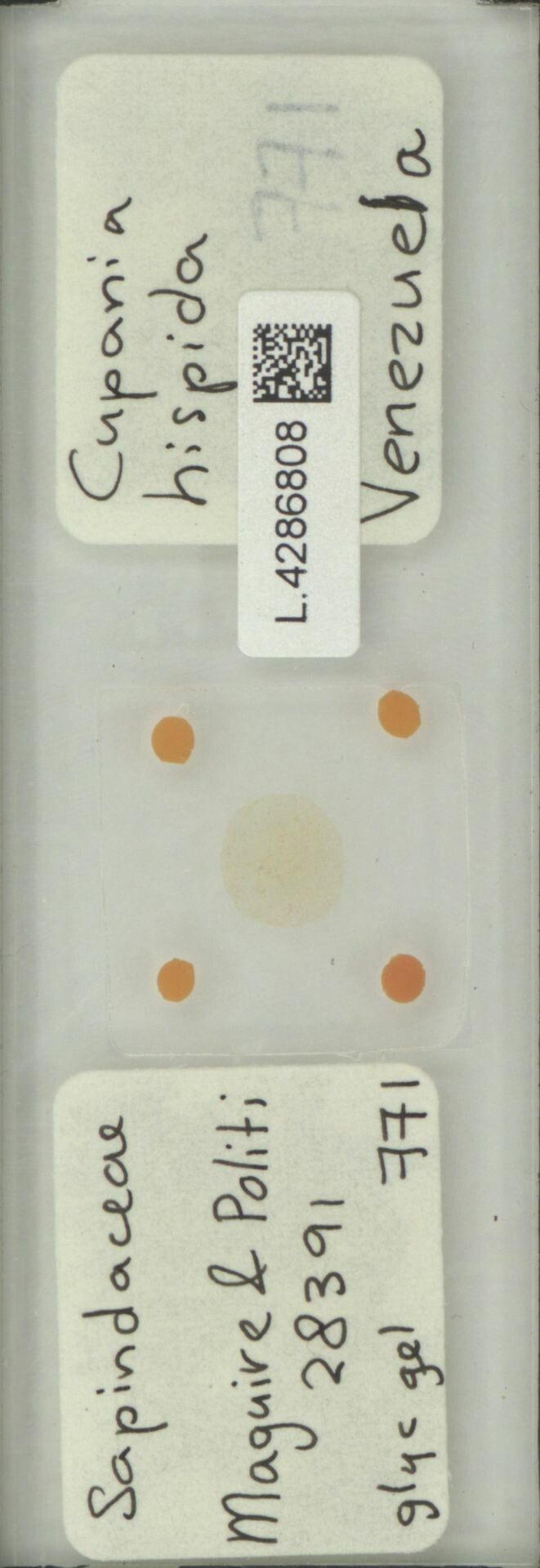 Cupania hispida fruit