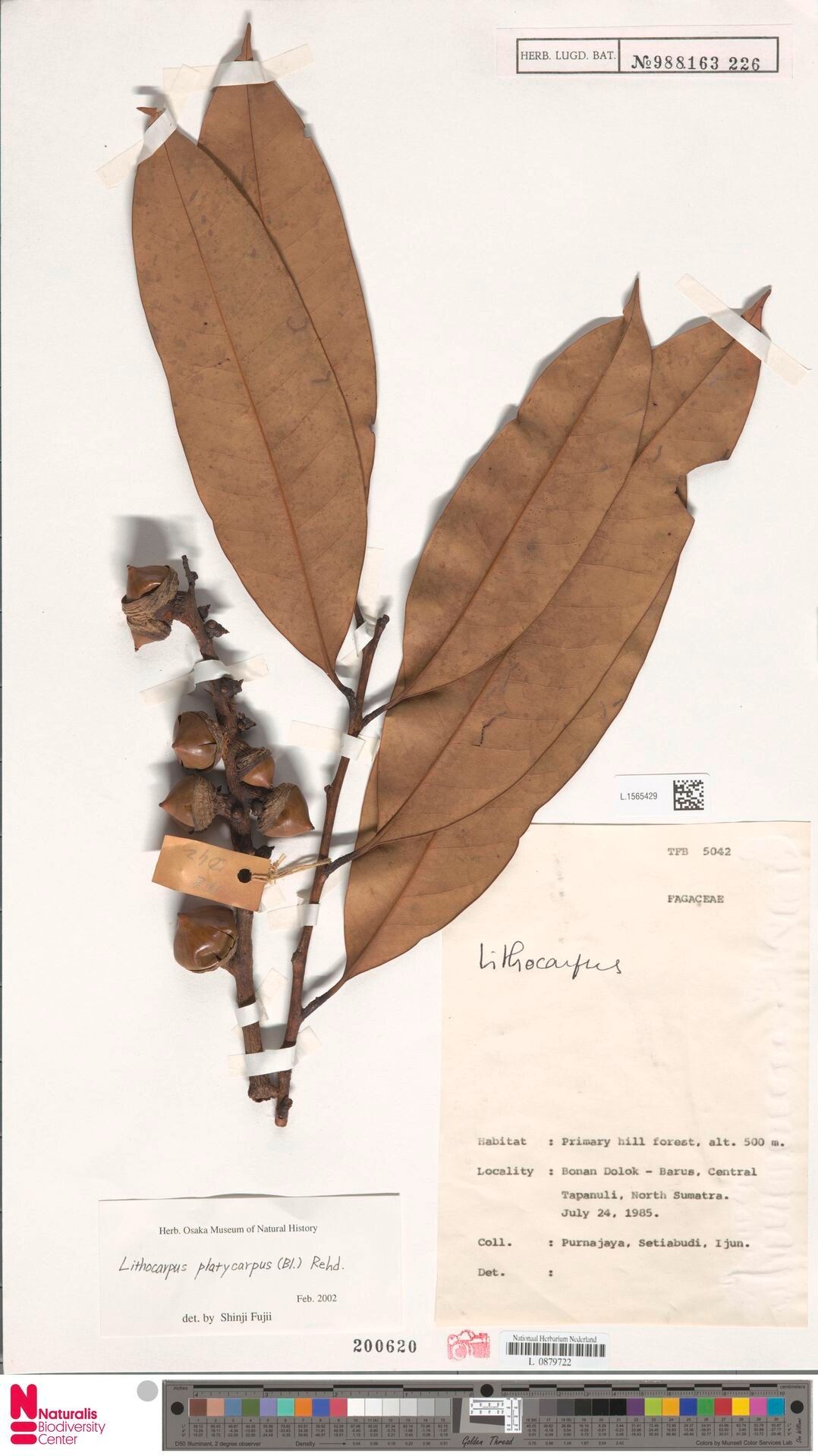 Lithocarpus platycarpus — houseplant care guide