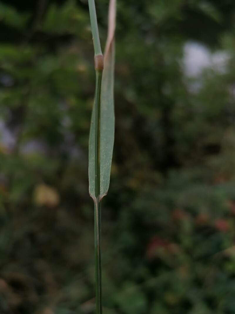Achnatherum bromoides leaf