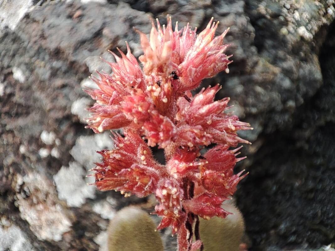 Sedum microstachyum flower