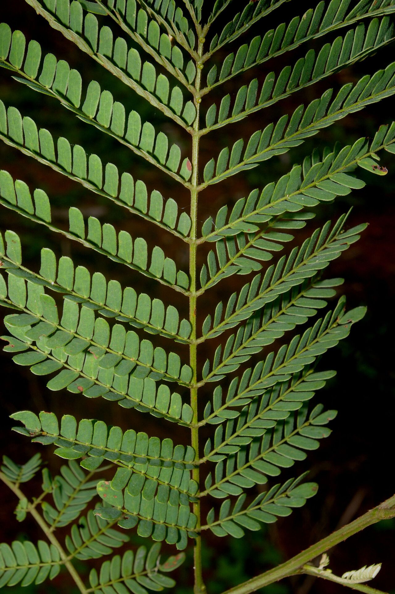 Mimosa myriadenia — search result for 'Mimosa'