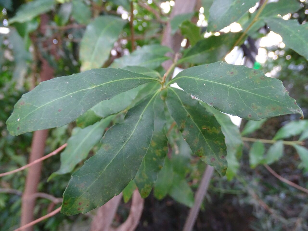 Elaeocarpus obovatus leaf