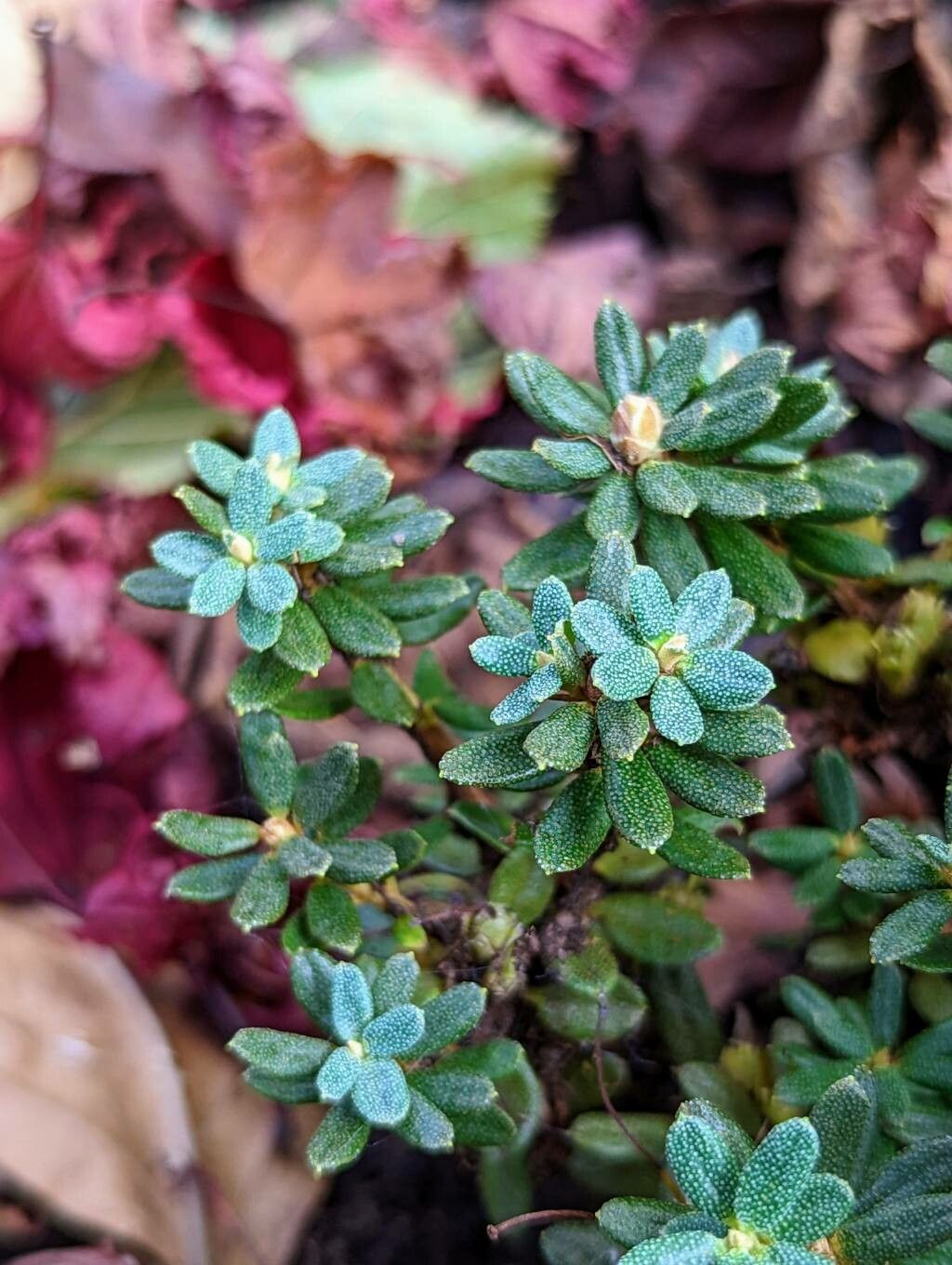 Rhododendron impeditum — search result for 'Rhododendron'