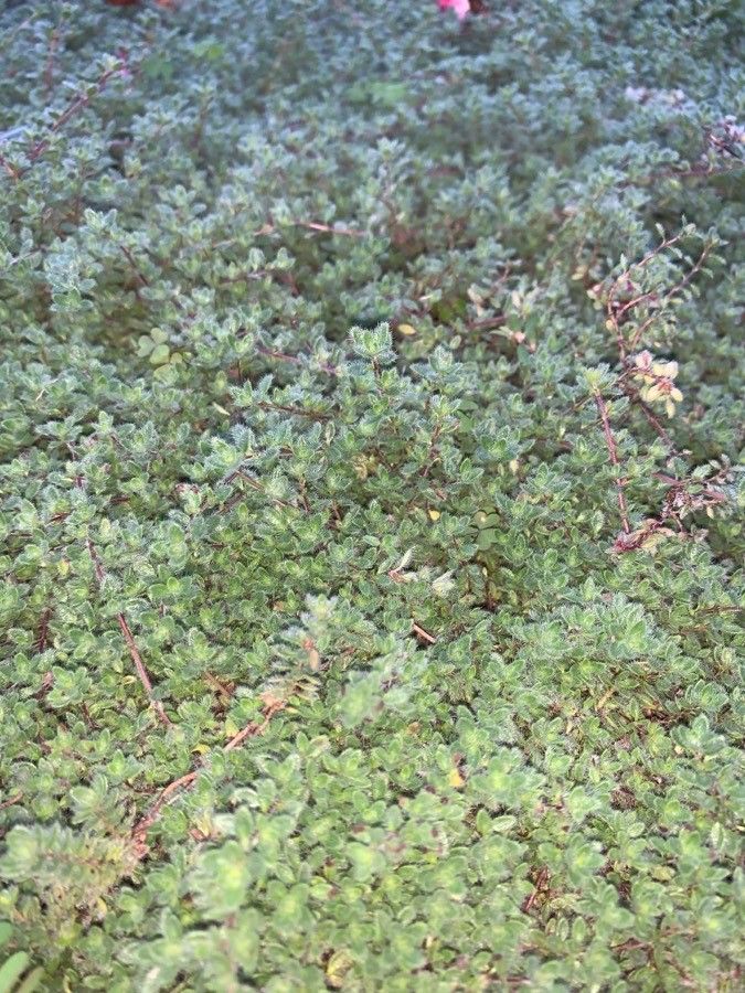 Thymus pseudohirsutus — search result for 'Thymus'