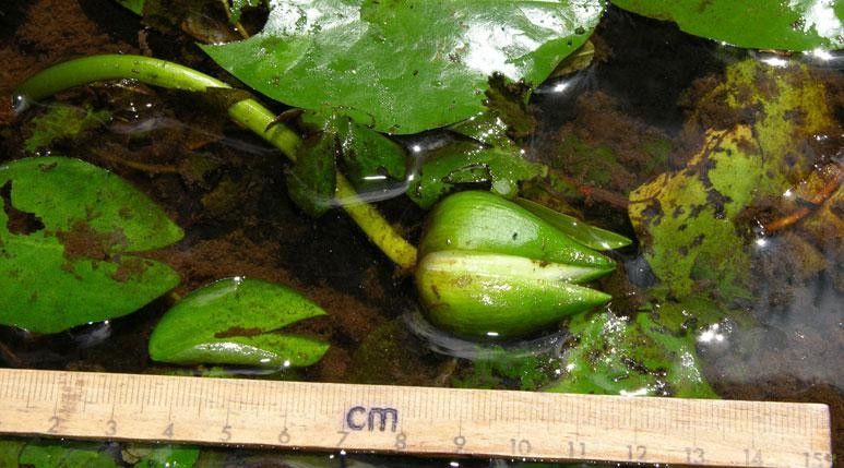 Nymphaea conardii fruit