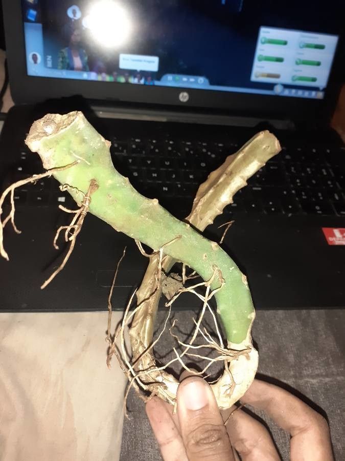 Selenicereus macdonaldiae — search result for 'Selenicereus'