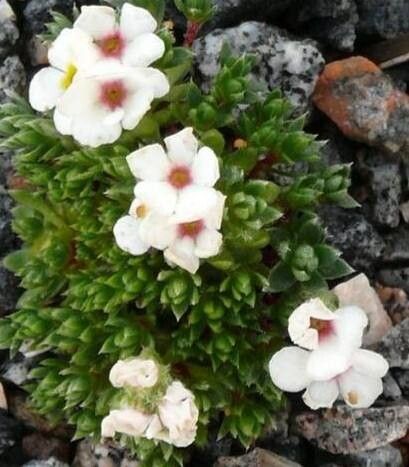 Androsace pavlovskii — houseplant care guide