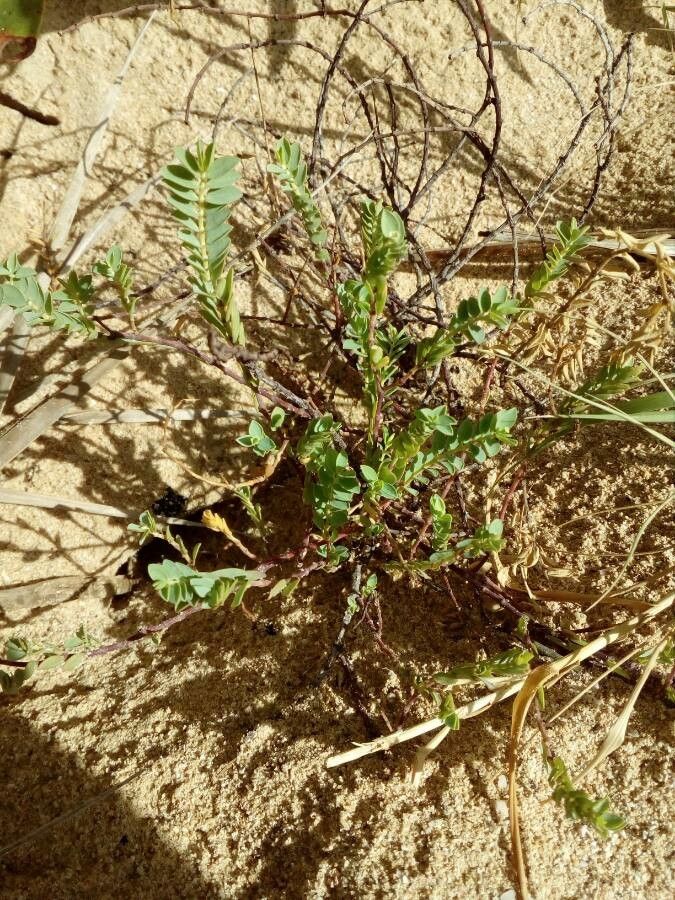 Euphorbia mesembrianthemifolia leaf