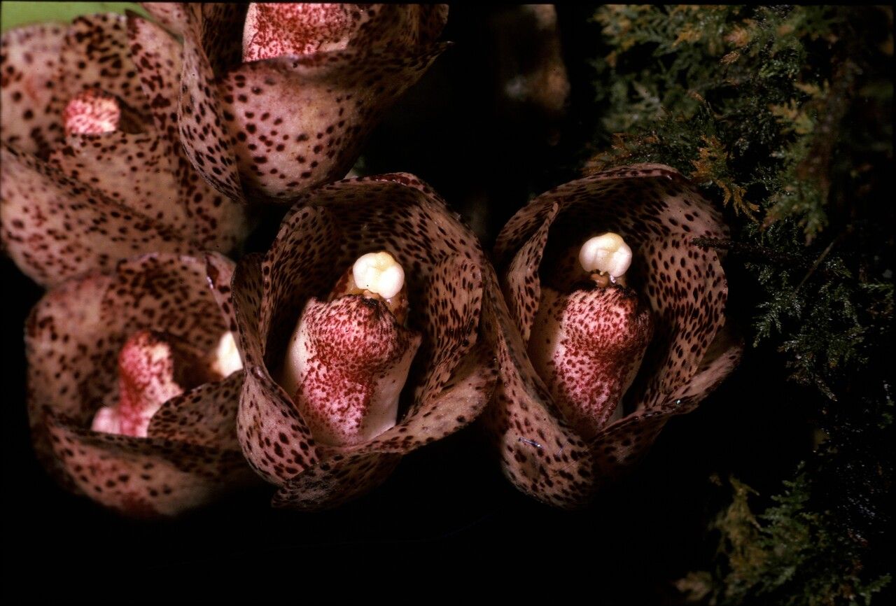 Peristeria guttata flower