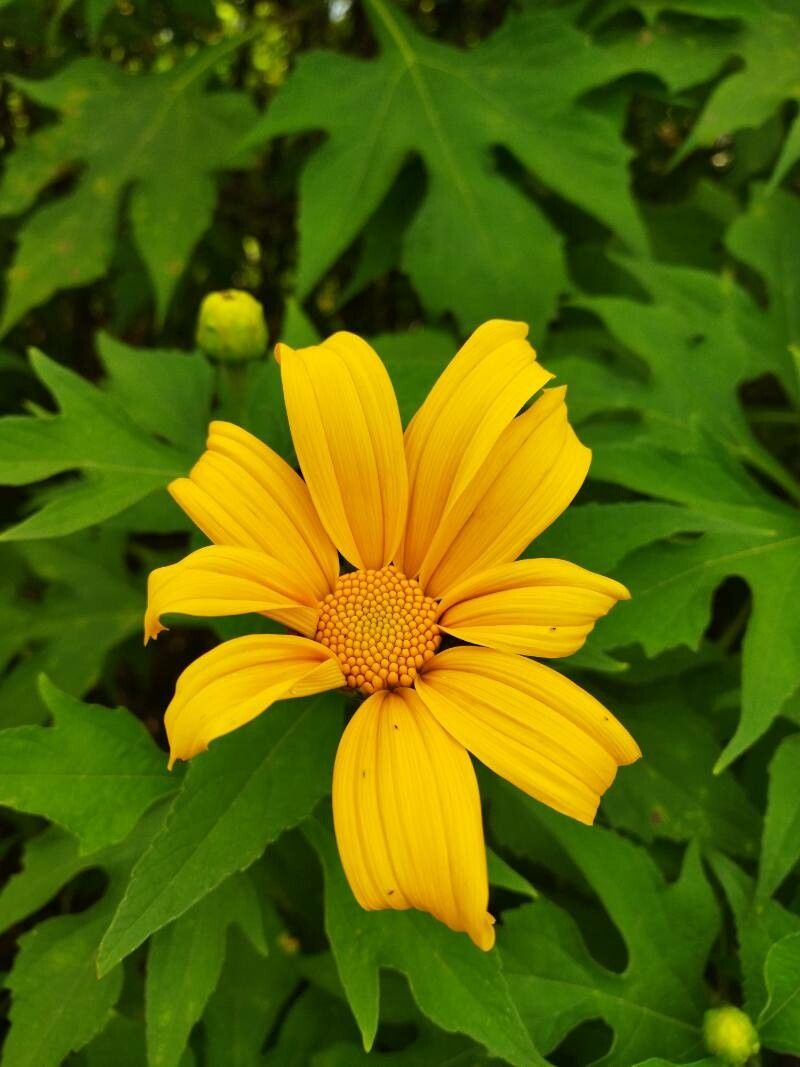 Tithonia diversifolia flower