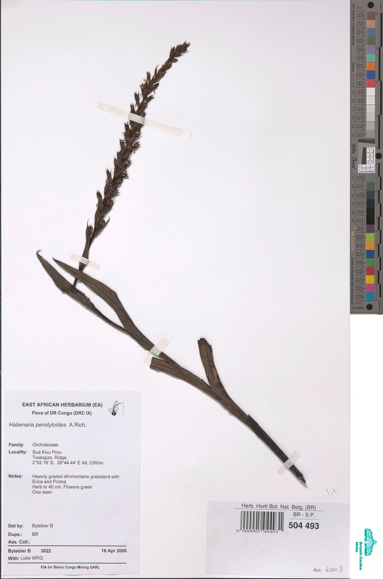 Habenaria peristyloides — houseplant care guide