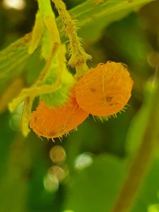 Grewia kakothamnos fruit