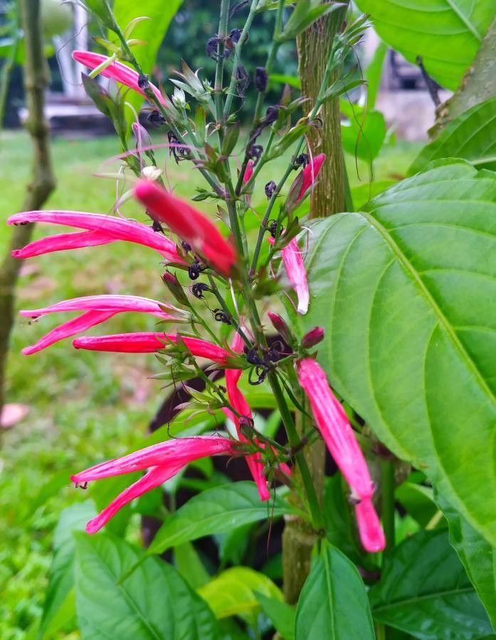 Odontonema tubiforme flower
