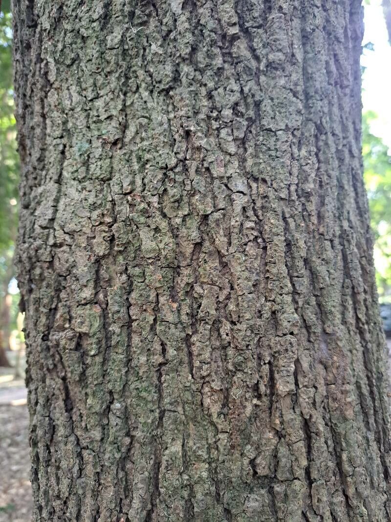 Platymiscium floribundum bark