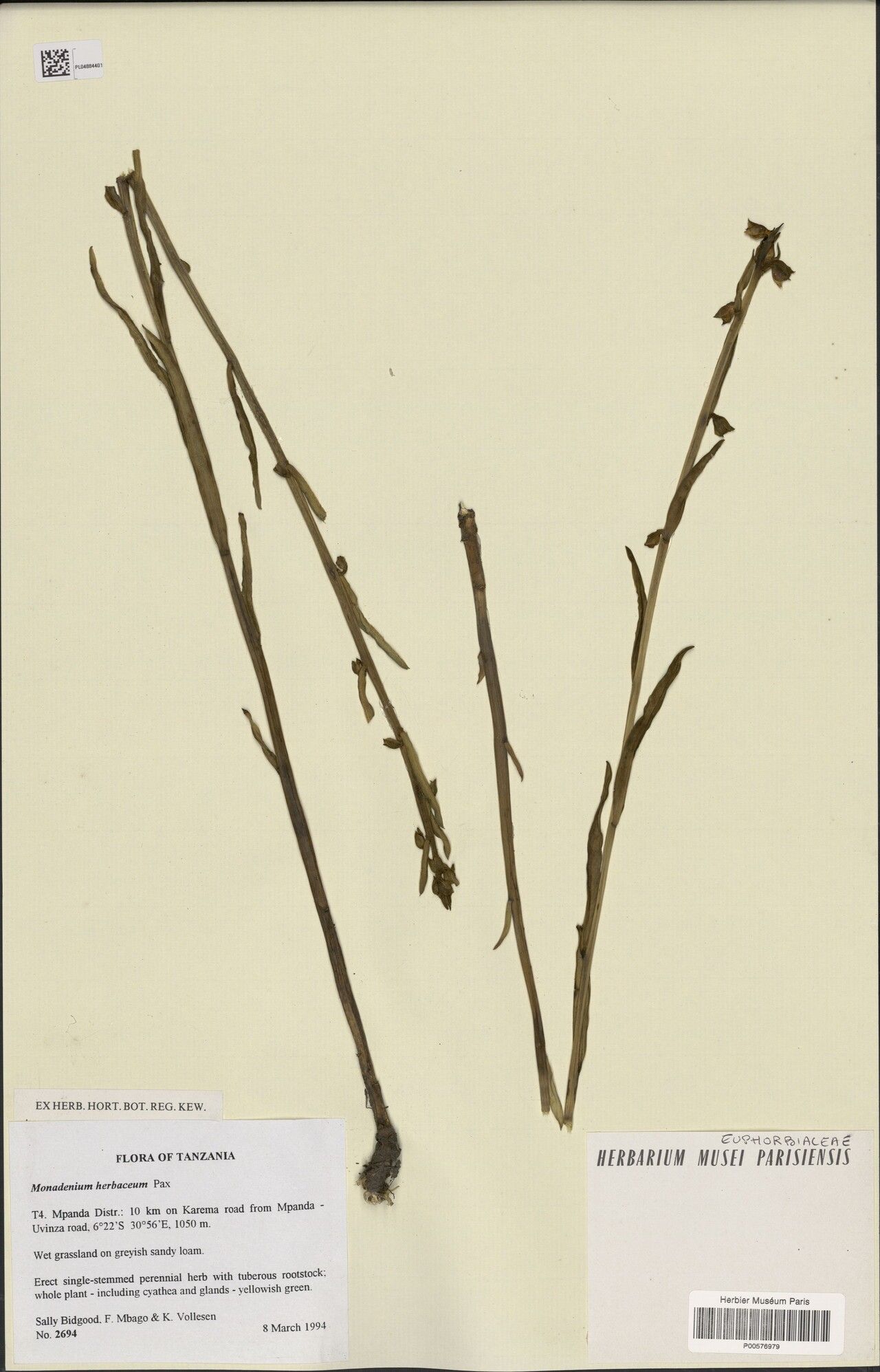 Euphorbia herbacea — houseplant care guide