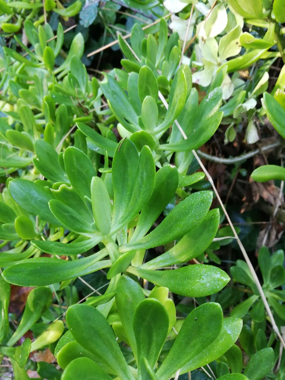 Sedum praealtum — search result for 'Crassulaceae'