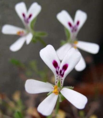 Pelargonium xerophyton flower