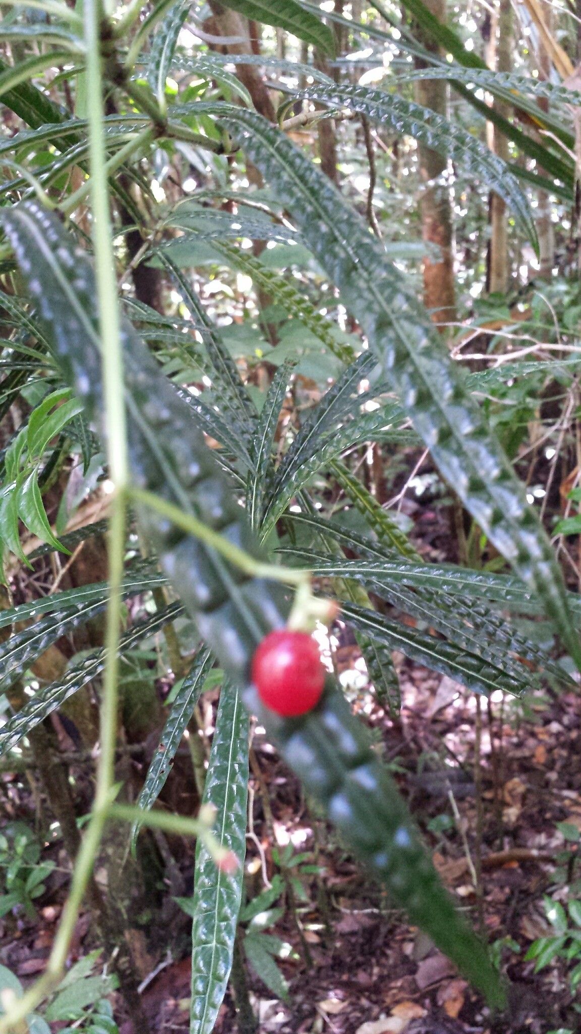 Psychotria himanthophylla fruit